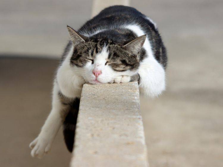 Schlafplätze für Katzen sind nicht immer auf den ersten Blick gemütlich – Shutterstock / Vincenzo Iacovoni