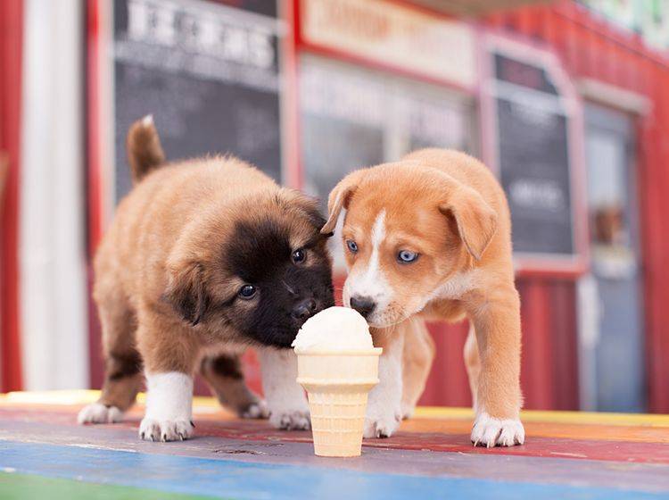 Mmmh, lecker! Diese Mini-Hunde lieben Eiscreme – Shutterstock / The Dog Photographer