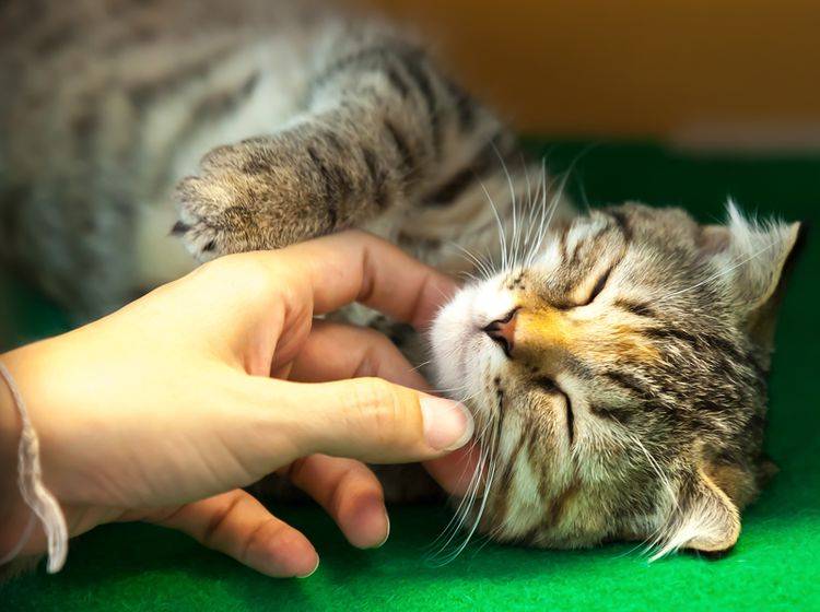 Mensch und Katze verstehen sich auch ohne Worte – Shutterstock / MOLPIX