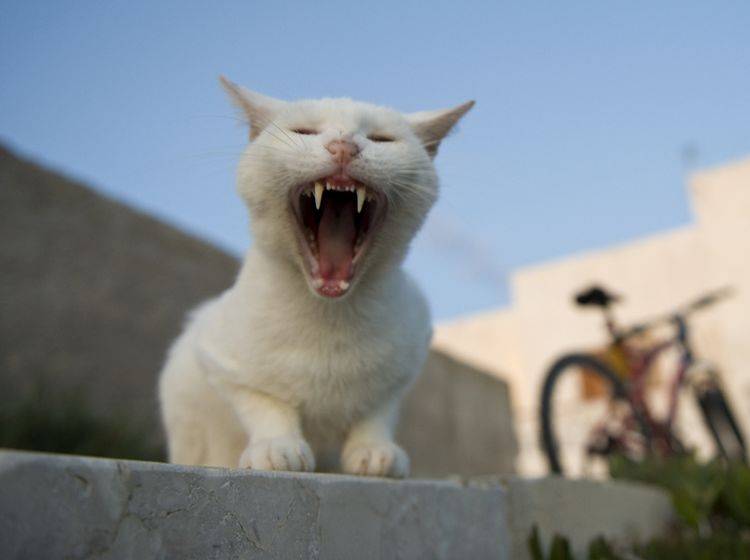 Wenn die Katze Mundgeruch hat, kann das ein Krankheitssymptom sein – Shutterstock / pio3