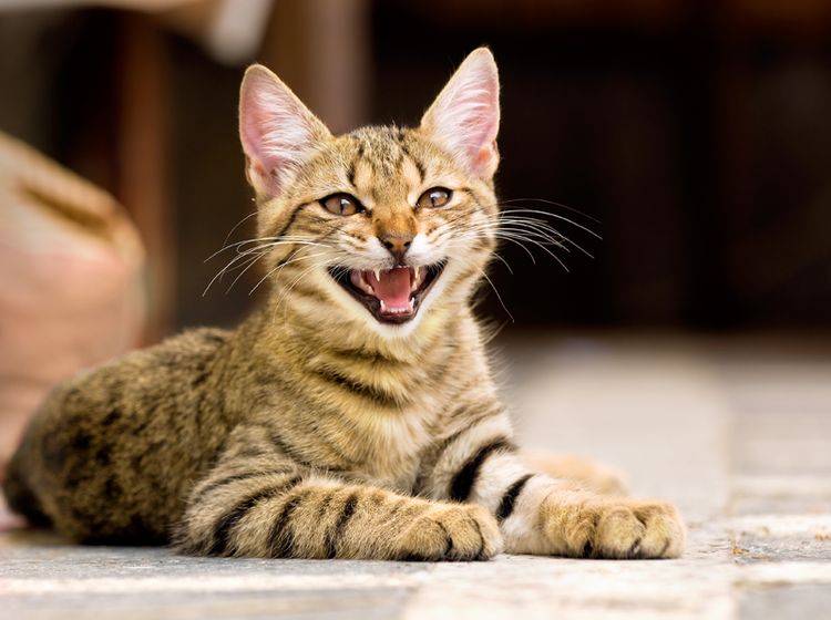 Diese Katze freut sich, dass sie keinen Mundgeruch mehr hat – Shutterstock / Stanimir G.Stoev