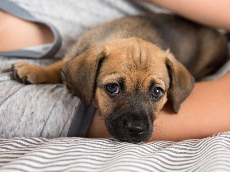 Mit viel Liebe, Fürsorge und der richtigen Therapie überwinden Hunde eine Angststörung – Shutterstock / Anna Hoychuk