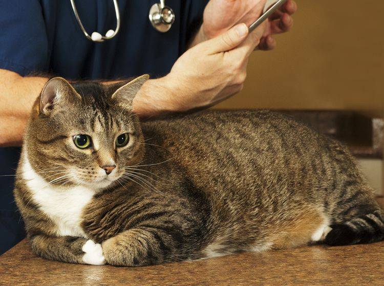 Mit verschiedenen Mitteln kann der Tierarzt Lebererkrankungen erkennen – Shutterstock / Mr. Nikon