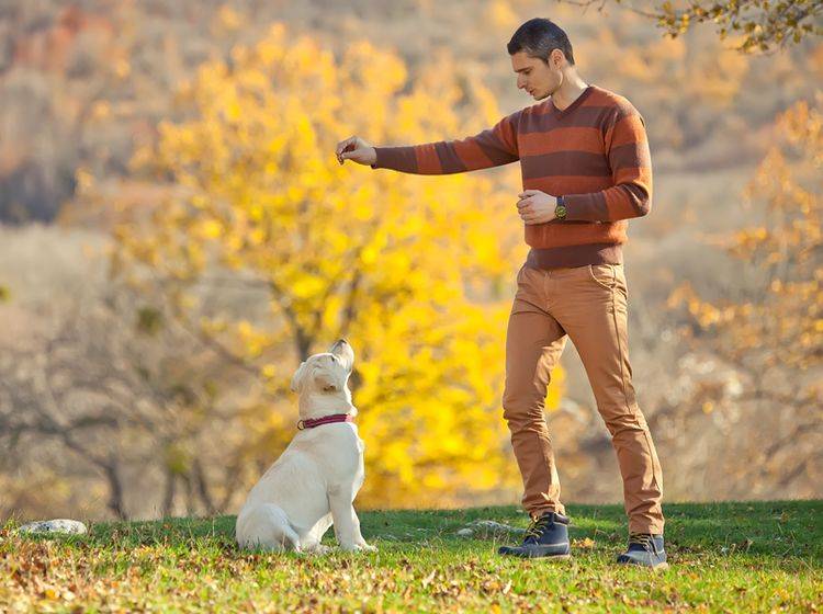 Rituale zwischen Mensch und Hund schaffen Vertrauen und Sicherheit – Shutterstock / Nina Buday