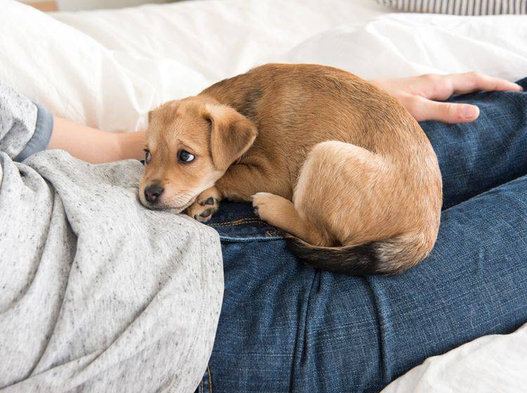 Bleib lange gesund, kleiner Hund! – Shutterstock / Anna Hoychuk