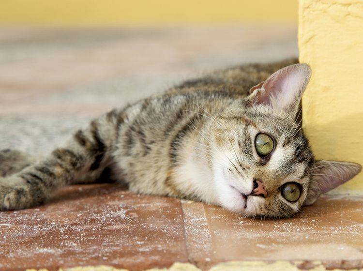 Die Symptome von Depressionen bei Katzen sind nicht immer leicht zu erkennen – Bild: Shutterstock / Chantal Ringuette