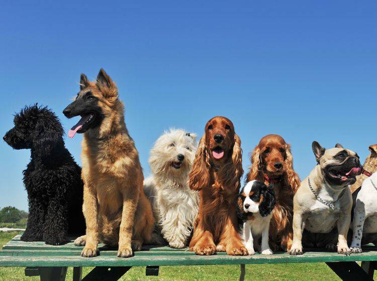 So viele süße Hunde! Doch welcher ist der Richtige? – Shutterstock / cynoclub