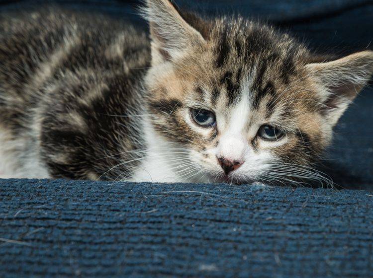 Depressionen bei Katzen können verschiedene Ursachen haben – Bild: Shutterstock / NY IMAGES