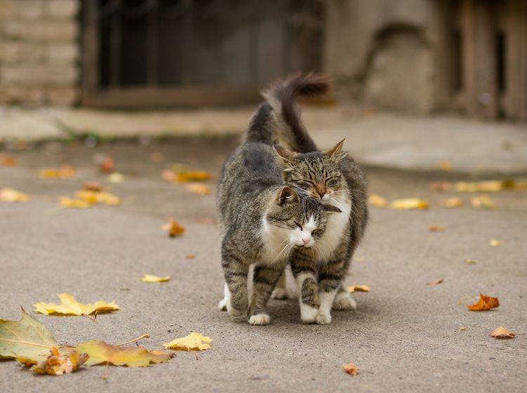 Katzen wissen: Liebe ist etwas Wundervolles! – Shutterstock / Oleg Shishkunov