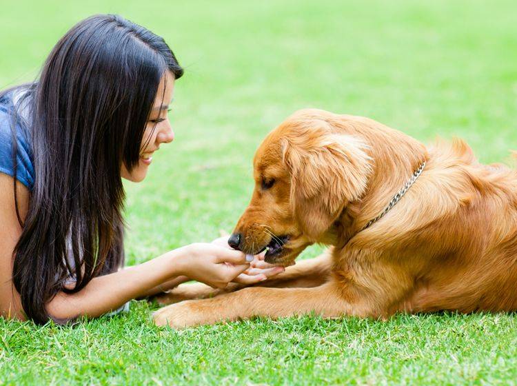 Alles Gute kommt von Frauchen, lernt der Hund im Anti-Giftköder-Training – Shutterstock / Andresr
