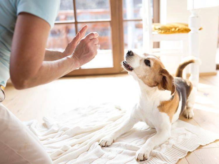 Ein Tierpsychologe hilft Hunden bei seelischen Problemen – Shutterstock / Halfpoint