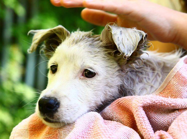 So ein zuckersüßer Findelhund! Darf man ihn behalten? – Shutterstock / Lapina