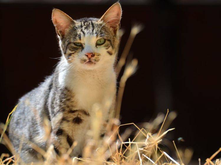Katzen können von Geburt an blind sein oder ihr Augenlicht später verlieren – Shutterstock / Orhan Cam