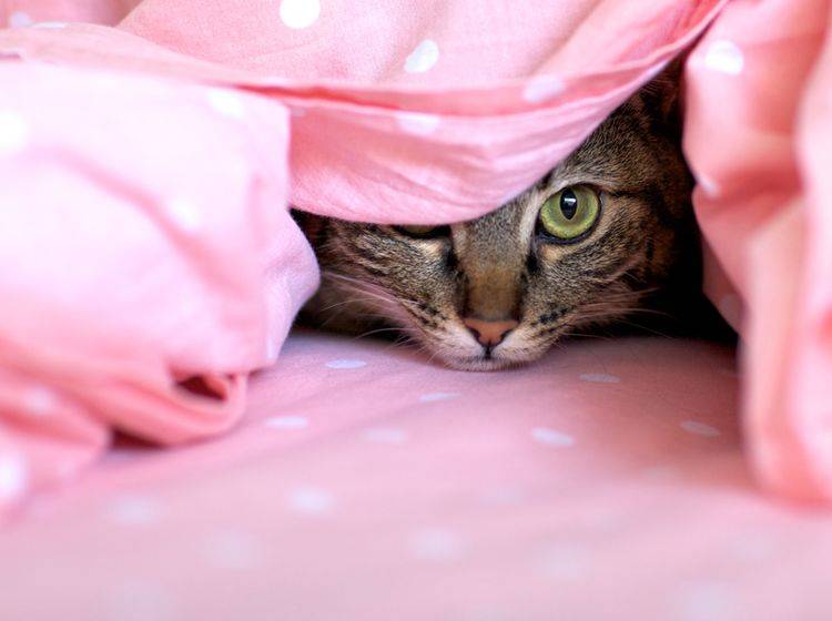 Nicht jede schüchterne Katze hat eine Angststörung – Shutterstock / Julie Vader