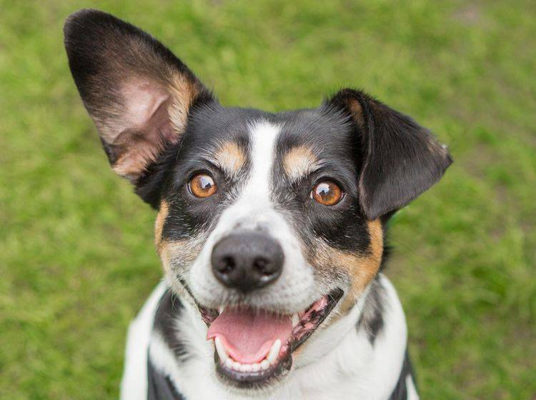 "Ich bin ganz Ohr", denkt dieser Hund – Shutterstock / InBetweentheBlinks