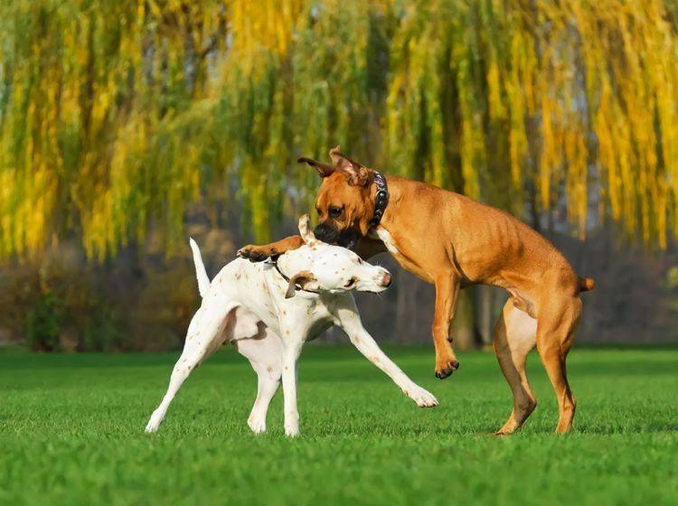"Das machen die unter sich aus": Was ist dran an diesem Satz zum Hundestreit? – Shutterstock / Katho Menden
