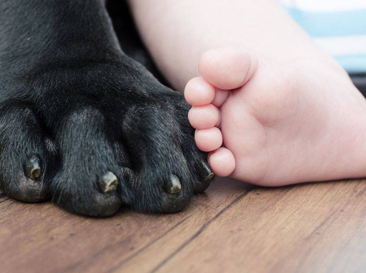 Hund und Baby können mit der richtigen Vorbereitung tolle Freunde werden – Shutterstock / jill_erin