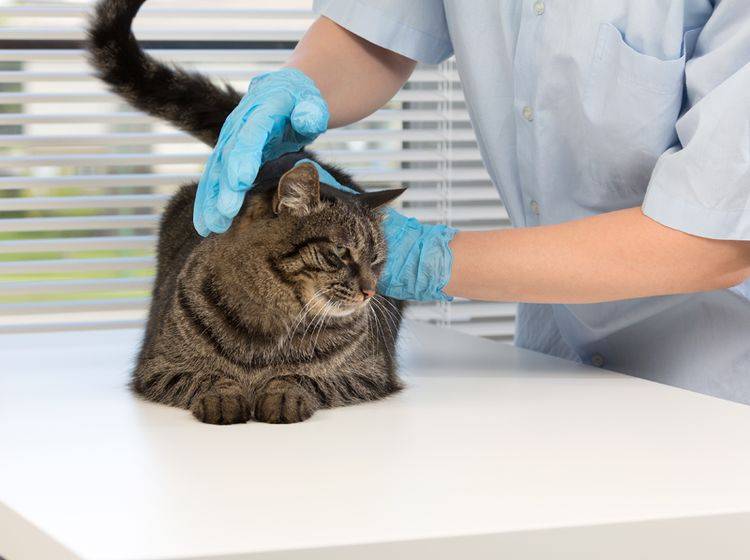 Ein guter Tierarzt passt auf, dass der Katze unter Narkose nichts passiert – Shutterstock / NShubin