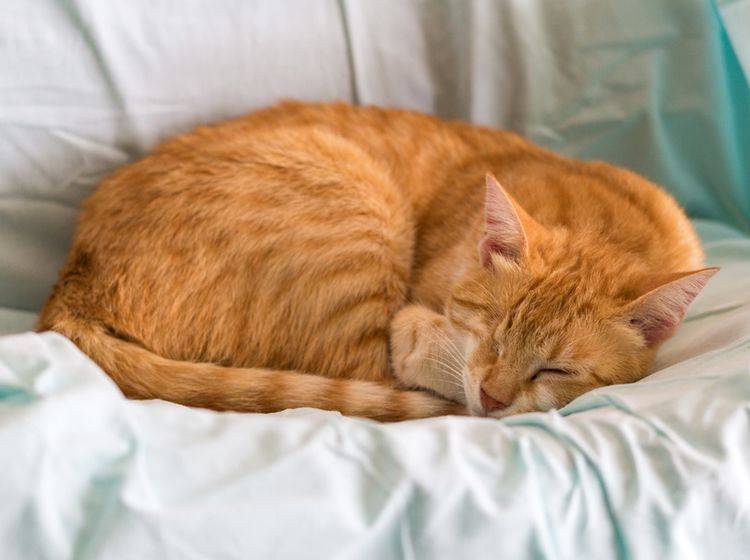 Eine blinde Katze kann ein schönes, erfülltes Leben haben – Shutterstock / Aurelio Wieser