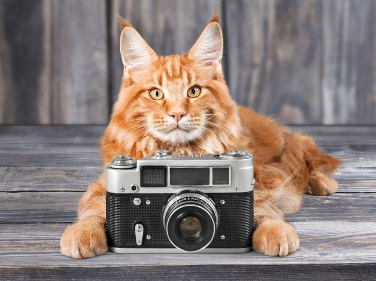 Katzenfotos: Aus Schnappschüssen können richtige Kunstwerke werden – Shutterstock / www.BillionPhotos.com