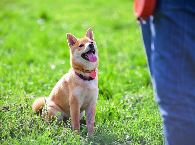 Beim Longieren lernt der Hund, besser auf seinen Halter zu hören – Shutterstock / supercat