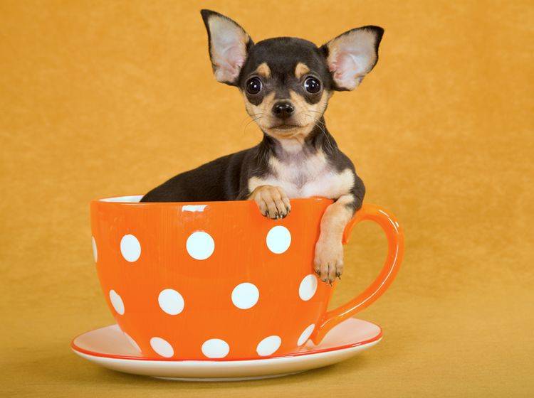 Der klitzekleine Teacup Chihuahua passt in eine Teetasse – Shutterstock / Linn Currie
