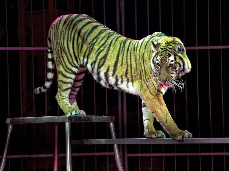 In den Niederlanden dürfen Tiger und andere Wildtiere nicht mehr im Zirkus auftreten – Shutterstock / Andrea Izzotti