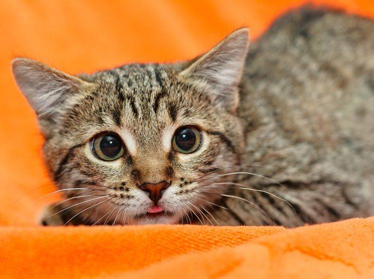 Die Ursachen für eine Angststörung bei Katzen sind vielfältig – Bild: Pashin Georgiy / Shutterstock