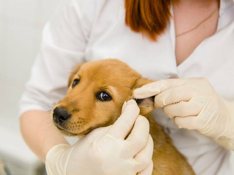 Ohrenkrankheiten wie Ohrenentzündungen sind bei Hunden weitverbreitet. – Bild: Shutterstock / Ermolaev Alexander