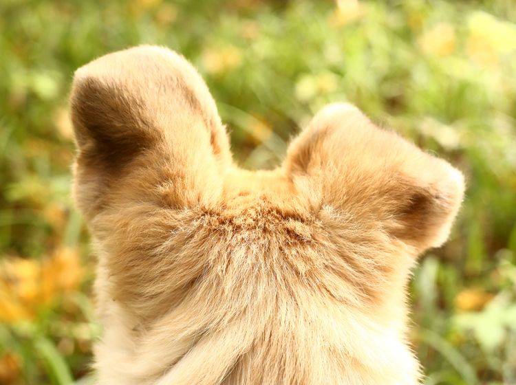 Hört Ihr Hund schlecht? Dahinter können verschiedene Ursachen stecken. – Bild: Shutterstock / Lapina