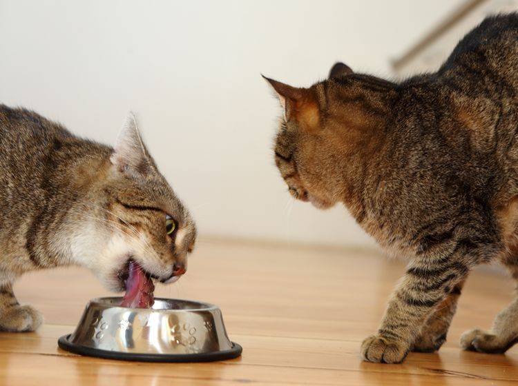 Diese freche Katze klaut ihrer Artgenossin das Futter weg – Shutterstock / PAKULA PIOTR