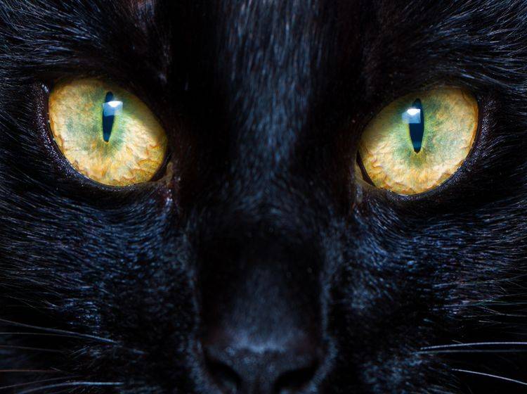 Pupillen und Linsen bilden ein ideales Team in den Augen einer Katze – Shutterstock / Mooredesigns