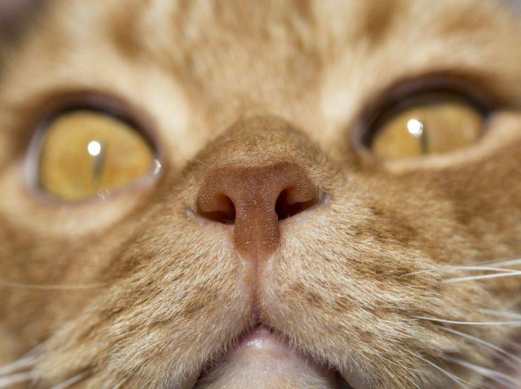 Katzen riechen deutlich besser als Menschen – Shutterstock / Alex Brylov