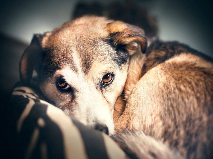 Eine Angststörung beim Hund ist eine ernstzunehmende Erkrankung – Shutterstock / Frankie's