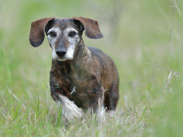 Kleine Hunde wie der Dackel haben meist eine höhere Lebenserwartung – Shutterstock / Sabine Schmidt