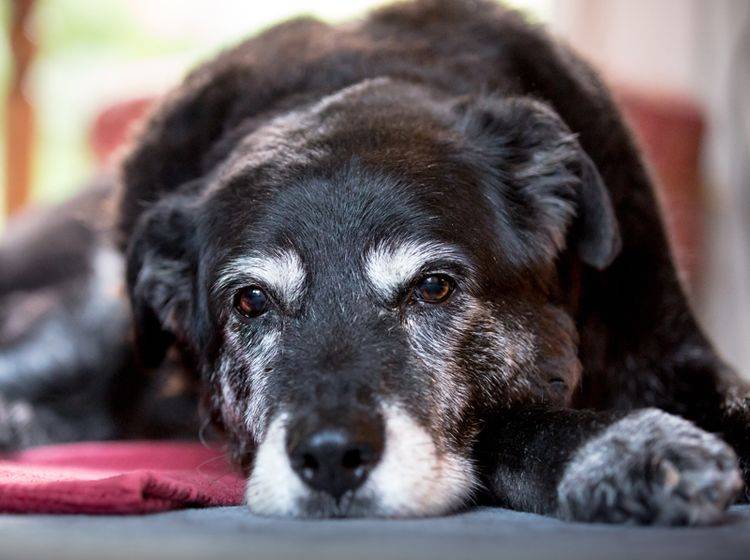 Auch Hunde können im Alter an Demenz erkranken – Shutterstock / Alex Mladek
