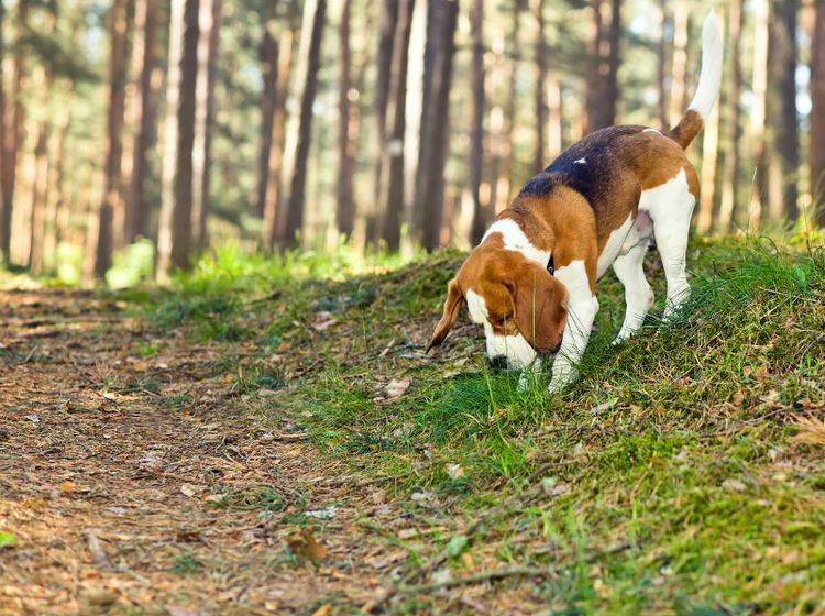 Nasenarbeit mit dem Hund ist ein Spaß für Hund und Herrchen – Shutterstock / Igor Normann