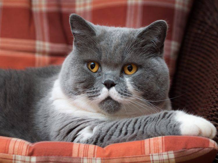 Übergewicht kann bei Katzen zu Bluthochdruck führen – Shutterstock / Gutzemberg