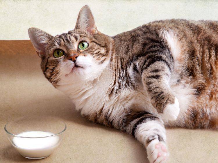 Lecker, aber leider ein Dickmacher: Katzenmilch – Shutterstock / Nailia Schwarz