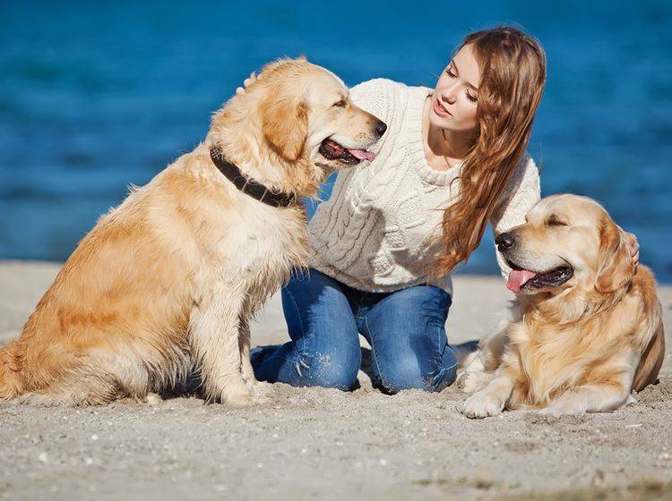 Auf Worte reagieren Hunde nicht, aber auf den Tonfall Ihrer Stimme – Shutterstock / Nina Buday
