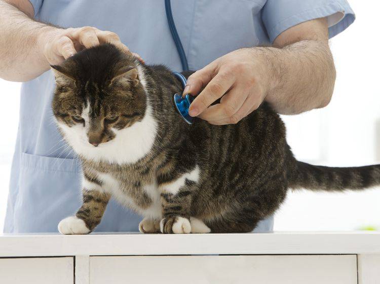 Der Tierarzt hilft Ihnen dabei, den Blutdruck Ihrer Katze zu senken – Shutterstock / JPC-PROD