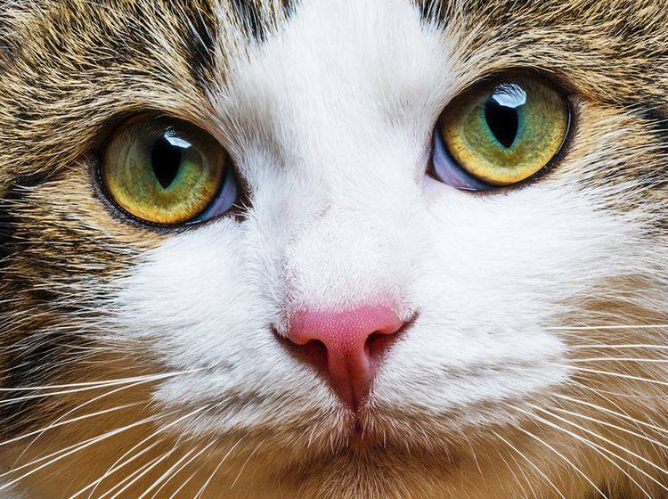 Die Augen der Katze: Was können sie sehen?