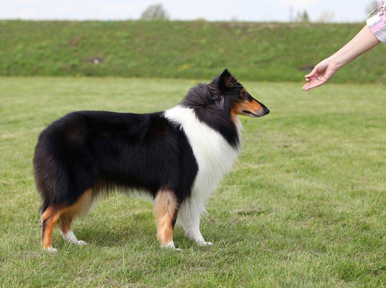 Professionelle Unterstützung zum Anti-Giftköder-Training finden Sie in der Hundeschule – Shutterstock / mdmmikle