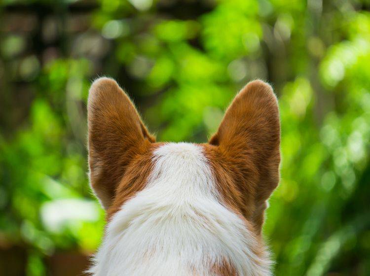 Wenn Ihr Hund nicht mehr auf Ihre Rufe reagiert, ist er womöglich taub – Shutterstock / Natee K Jindakum