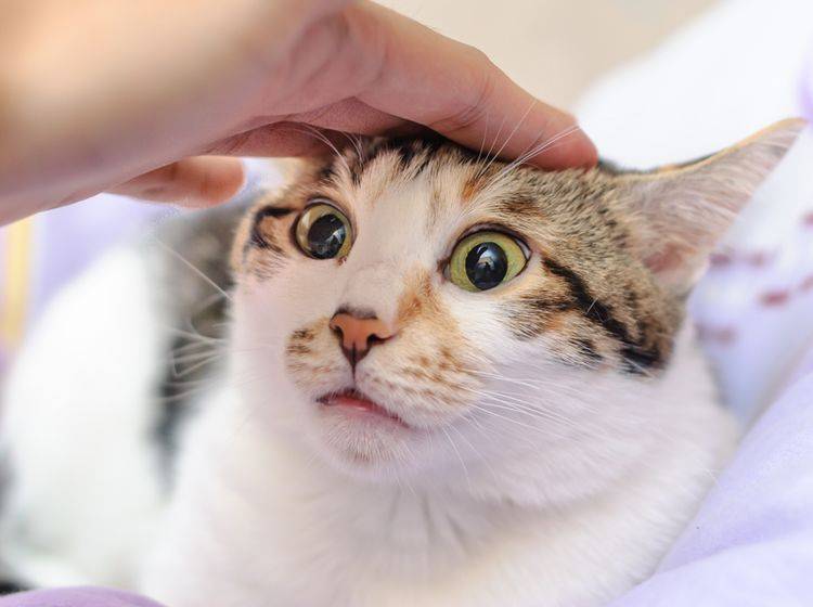 Die Ohren angelegt, die Pupillen geweitet: Diese Katze haut gleich zu – Shutterstock / TungCheung