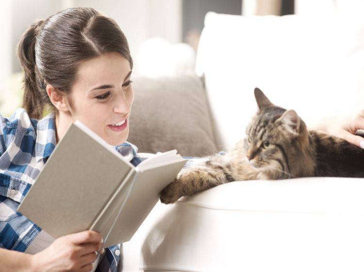Mit einer Katze daheim wird es nie langweilig – Shutterstock / Stokkete