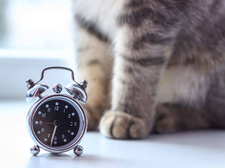 Tick-tack, tick-tack ... Wie empfinden Katzen Zeit? – Shutterstock / yuli_ko