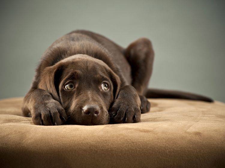 Ein Hund, der taub ist, braucht im Alltag Unterstützung – Shutterstock / Michael Pettigrew