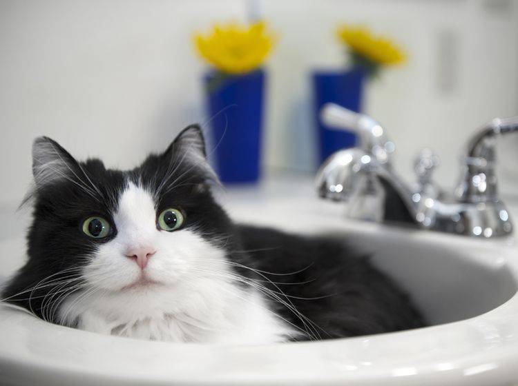 Katze im Badezimmer: "Ich schau dir in die Augen, Kleines!" – Shutterstock / BoulderPhoto