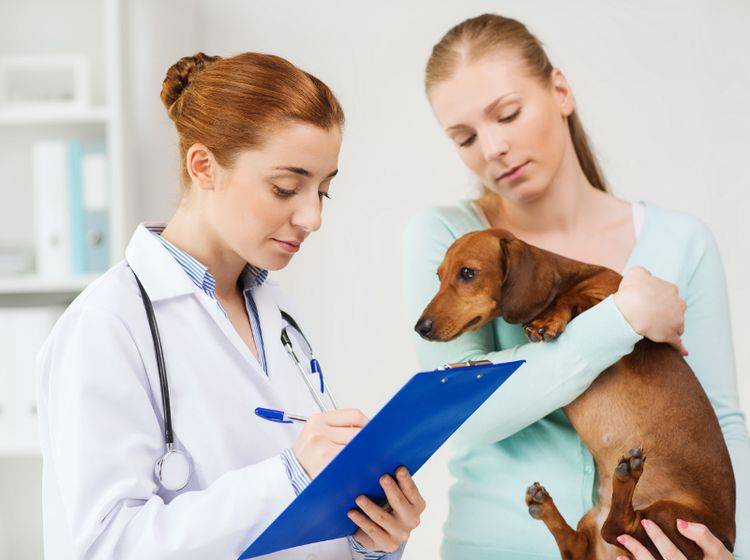 Analdrüsenentzündung beim Hund Symptome und Behandlung